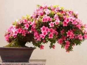 Fioritura di azalee rosa in vaso, perfetta per il giardinaggio e la decorazione floreale, simbolo di bellezza e rinascita.