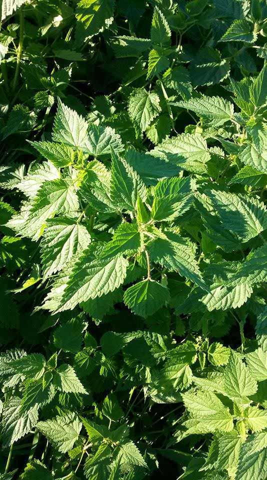 Ortiche verdi e fresche in un giardino estivo.