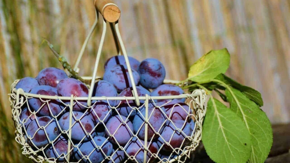 Filetta-con-uva-nera-fresca-in-cestino-di-wire-metallico-primavera-frutta-naturale-healthy-easy-summer.