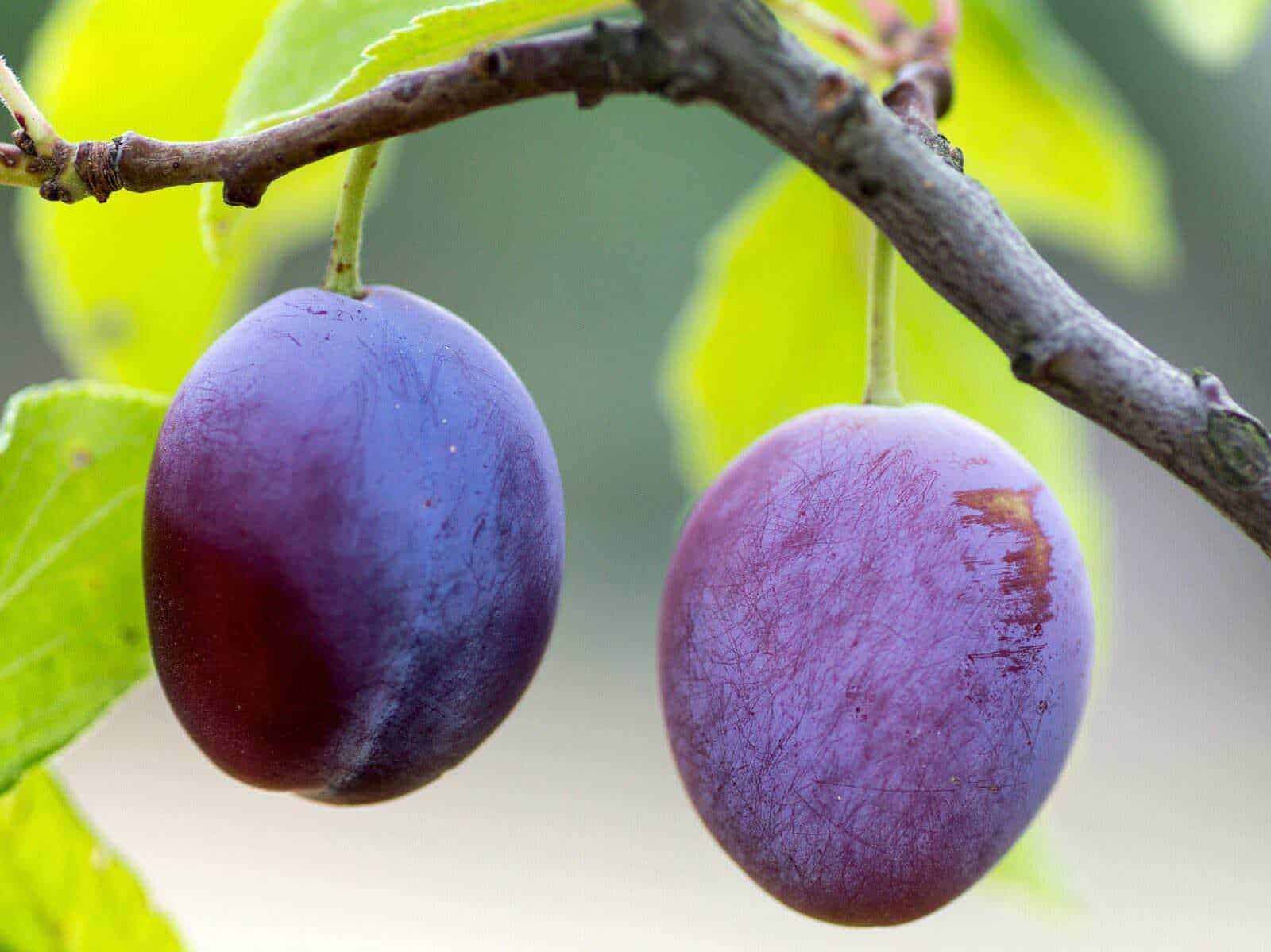 Prugne fresche, frutta naturale per dieta sana