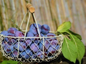 Filetta-con-uva-nera-fresca-in-cestino-di-wire-metallico-primavera-frutta-naturale-healthy-easy-summer.