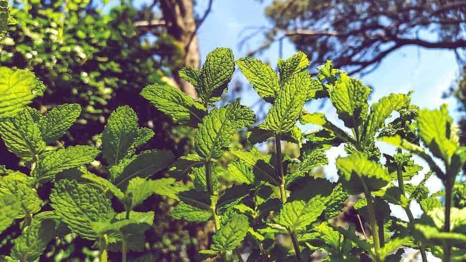 Foglie di menta fresca, erba aromatică, piante di menta verde in giardino, naturale, aromatica, orto, pianta medicinale, crescita, salute, cucina, giardinaggio, eco-friendly, aromaterapia, natura, fogliame verde vibrante.