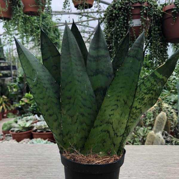 Piante succulente Sansevieria in vaso, ideale come pianta da interno e per purificare l'aria in casa.