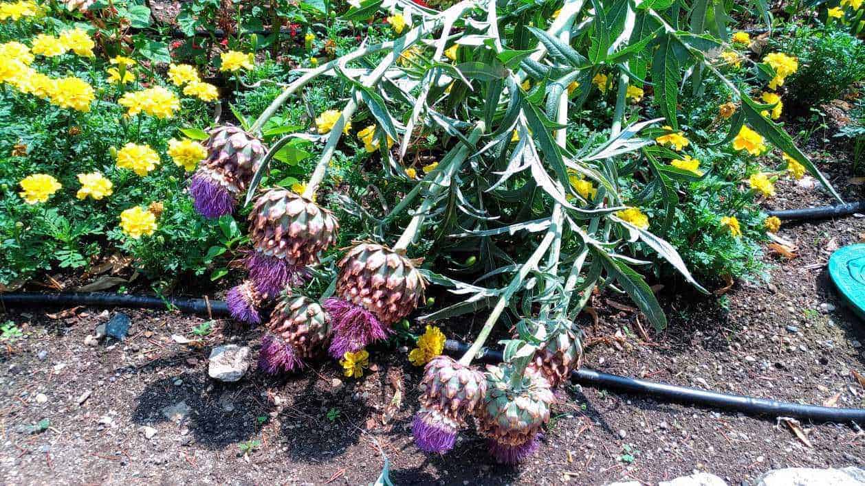 Fiore di cipolla con piante di margherite gialle sullo sfondo, nel giardino, con irrigazione a goccia e terreno leggero, esempio di coltivazione di piante da orto e fiori primaverili.