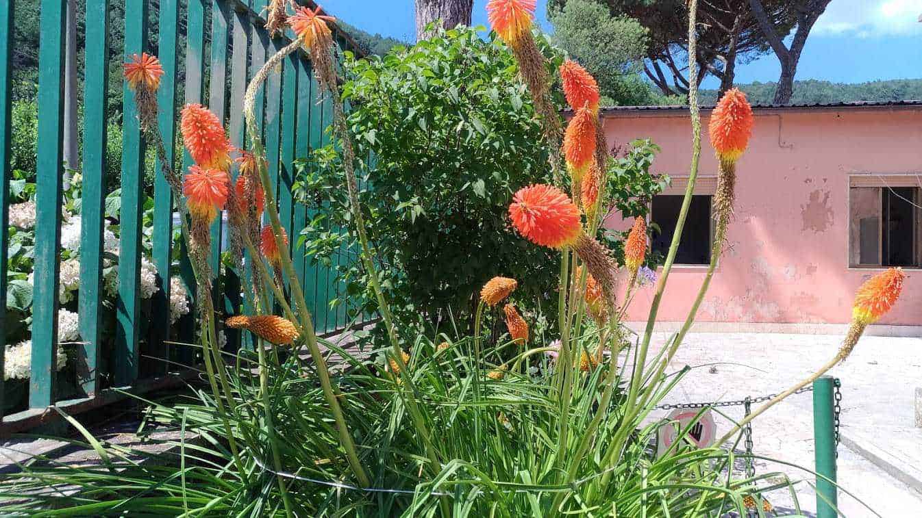 Fiore di aloe vera con fiori arancioni nel giardino, decorazione naturale e piante ornamentali per il blog Appunti Sul Blog.