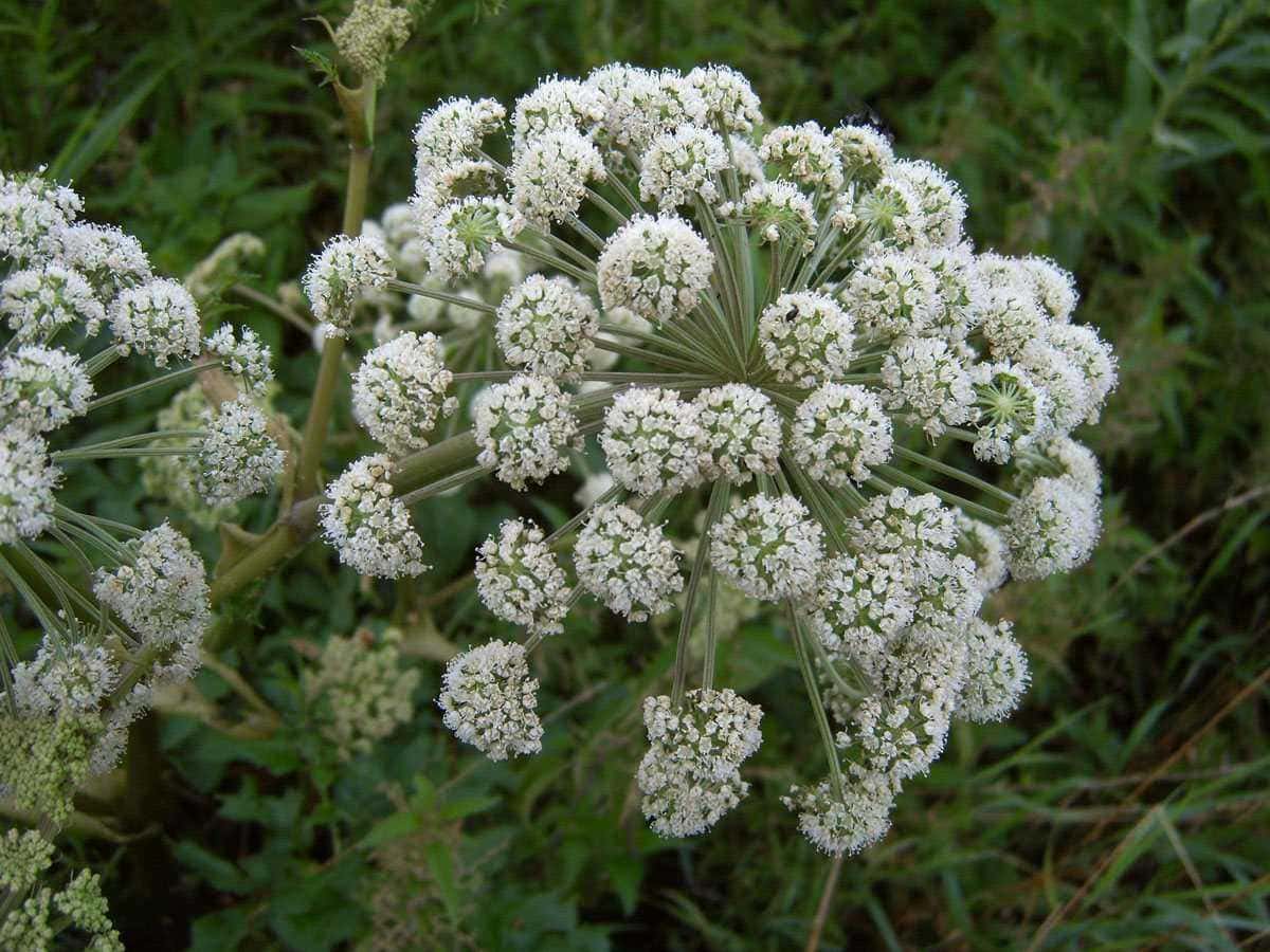 Fiore di Piante aromatiche, fioritura bianca e rigogliosa, ideale per giardini e bordure, perfetto per arricchire il tuo spazio verde con piante officinali e aromatizzanti.