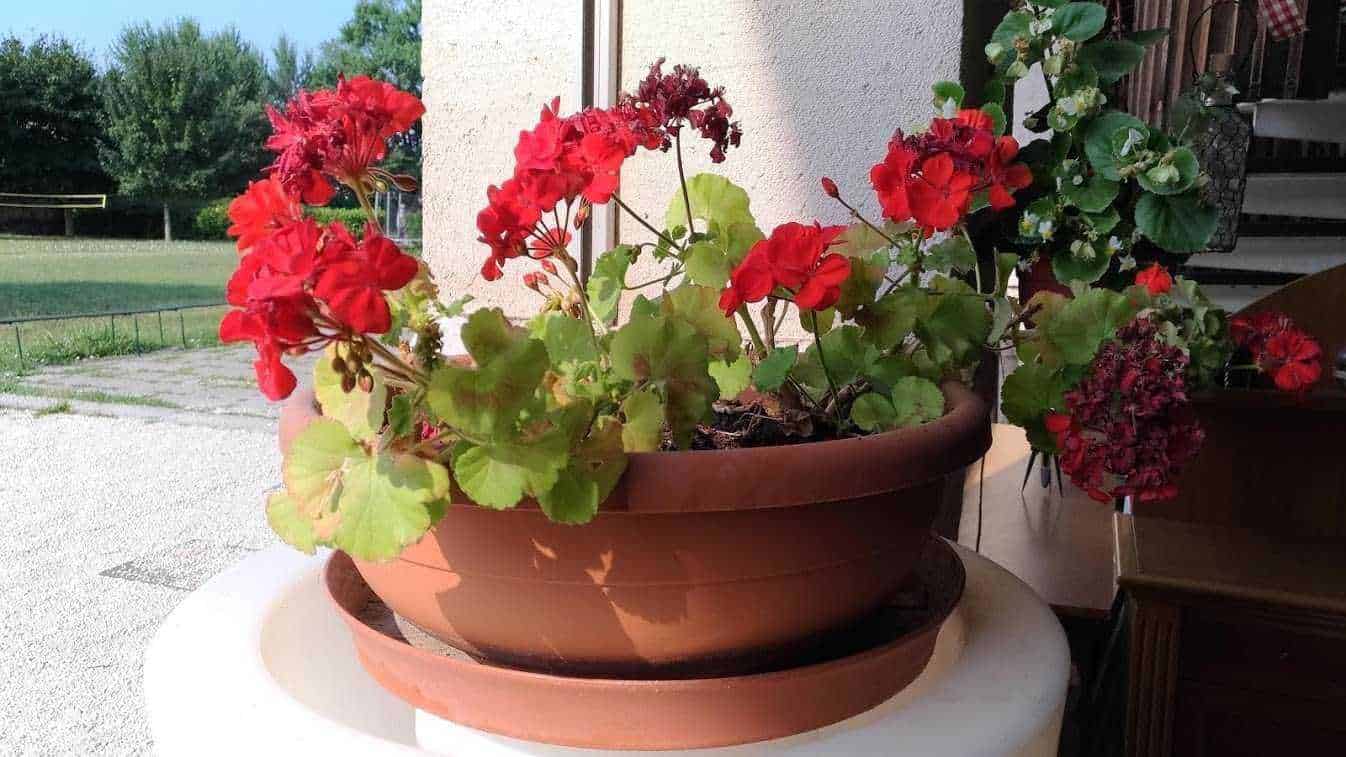 Geranio rosso in vaso su terrazza, esposizione al sole, piante ornamentali e floricoltura, decorazioni di giardini, piante da esterno, cura delle piante, arredamento giardino, fioriture estive, vegetazione colorata, natura domestica.