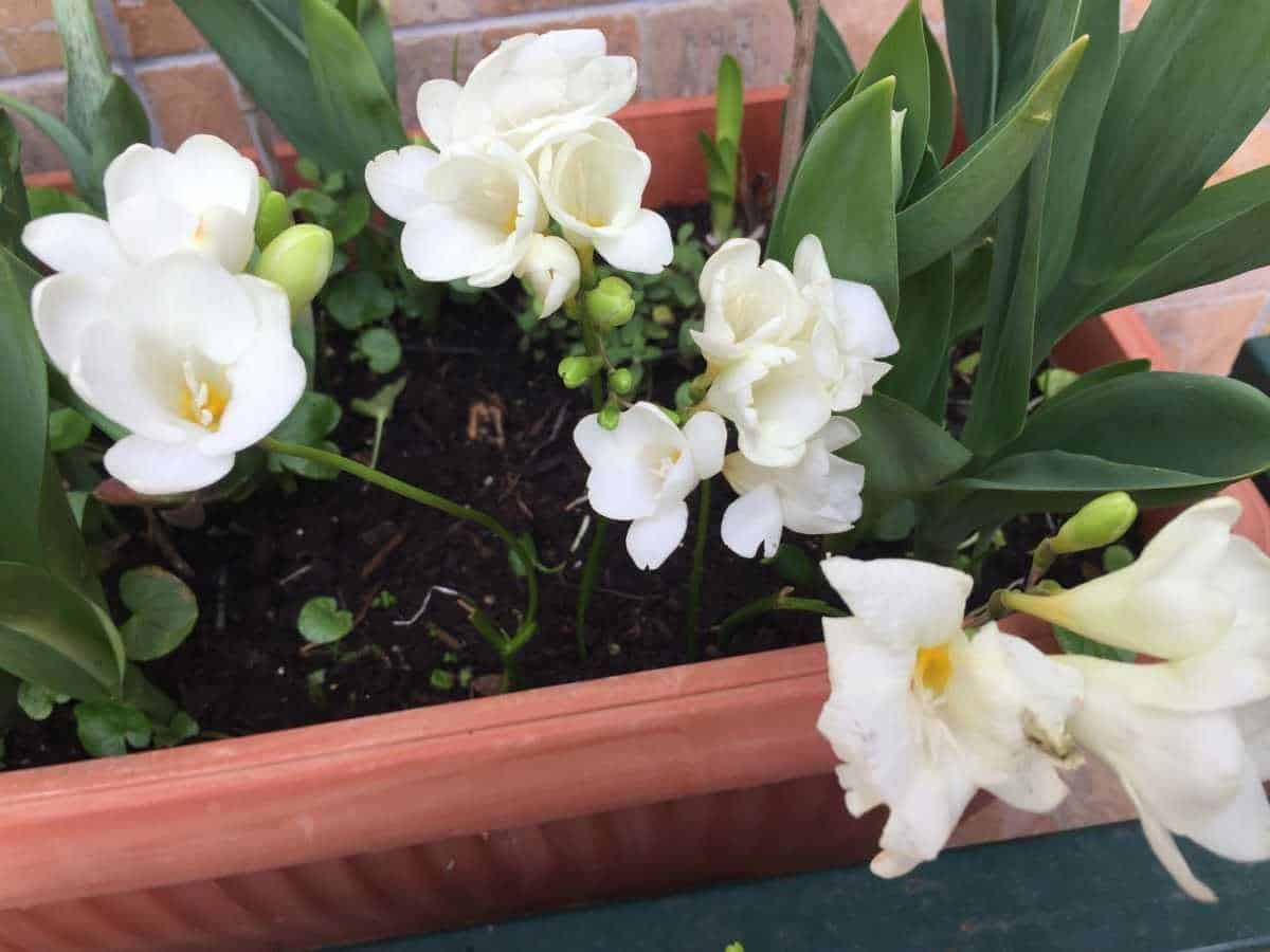 Fioritura di fiori bianchi in vaso, piante ornamentali, decorazione giardino, fiore di orchidea, piante verdi in vaso.