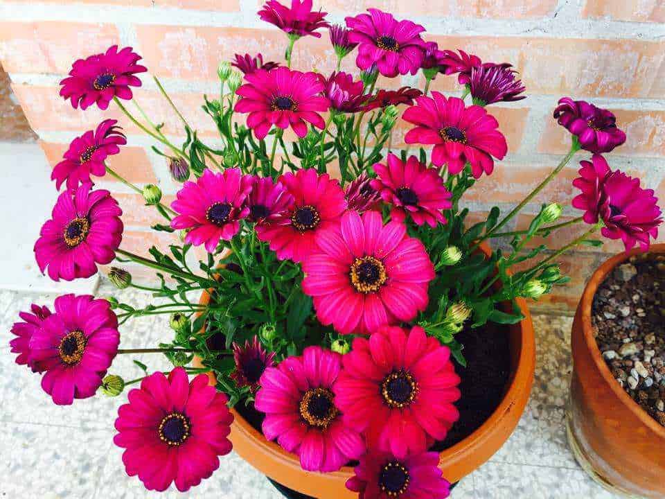 10 piante per fioriere da balcone per abbellire l'esterno!
