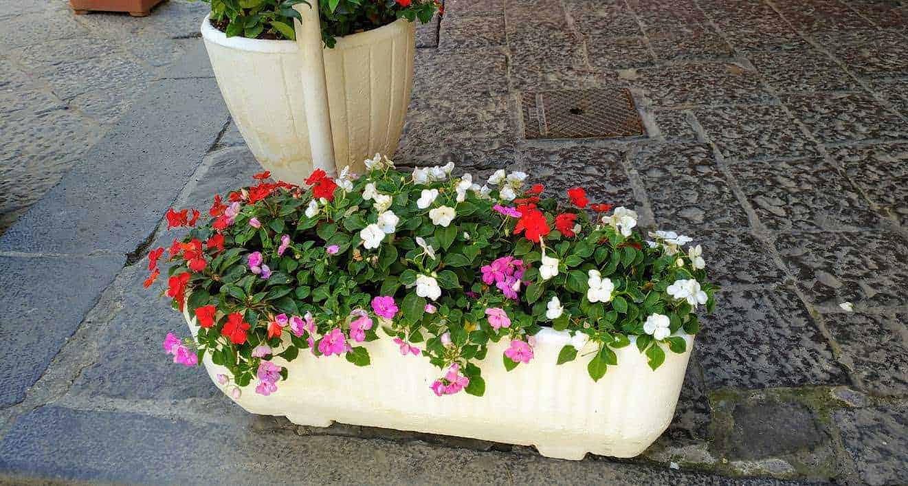 Vaso di fiori colorati con petunie rosse, rosa e bianche su pavimentazione in pietra.