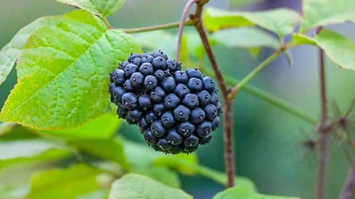 Mirtillo nero maturo appeso a vite, raccolto di frutta fresca e salutare.