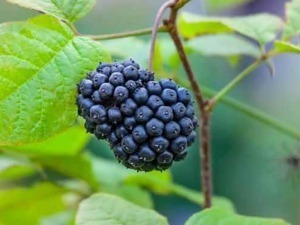 Mirtillo nero maturo appeso a vite, raccolto di frutta fresca e salutare.