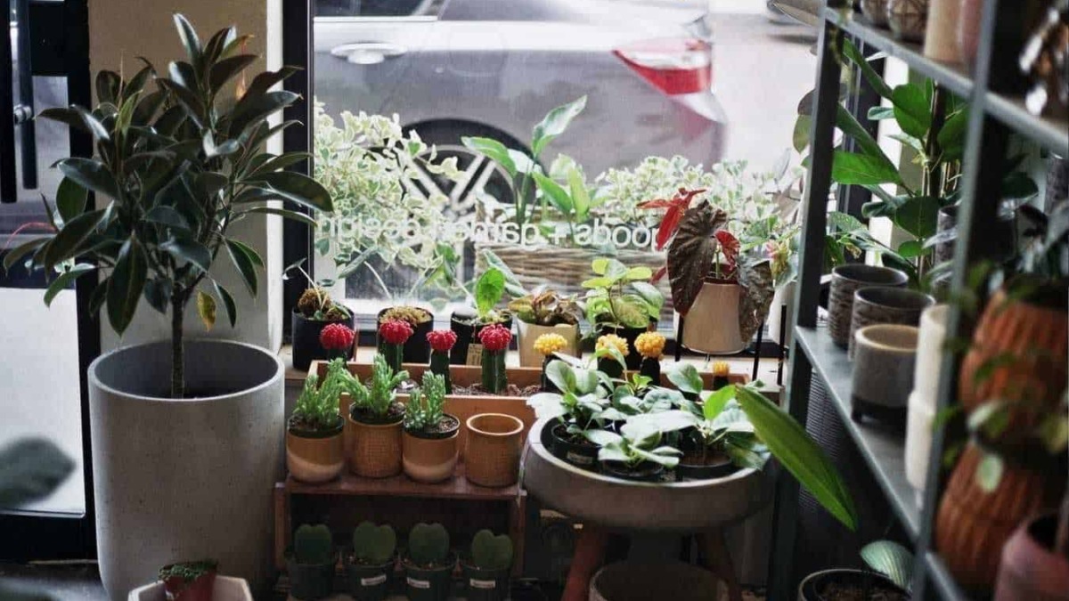 Pianta d'appartamento in vaso grande con piante grasse e foglie verdi, decorazioni floreali in negozio di piante, atmosfera accogliente; ottimale per SEO indoor plants.