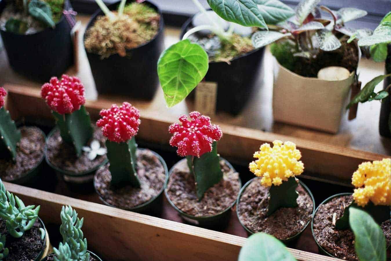Cactus in vaso, una delle piante grasse fiorite da interno più facili
