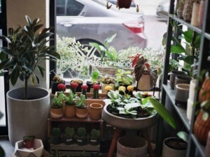 Pianta d'appartamento in vaso grande con piante grasse e foglie verdi, decorazioni floreali in negozio di piante, atmosfera accogliente; ottimale per SEO indoor plants.