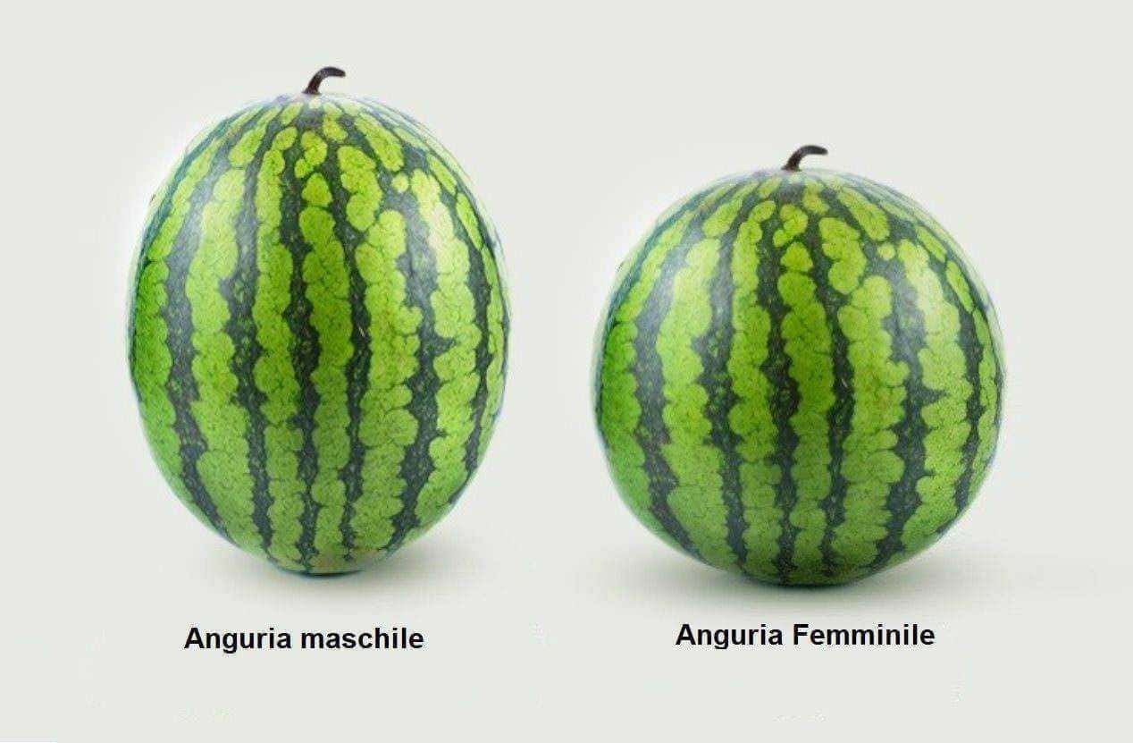 Angurie mature, confronto visivo delle caratteristiche e della forma
