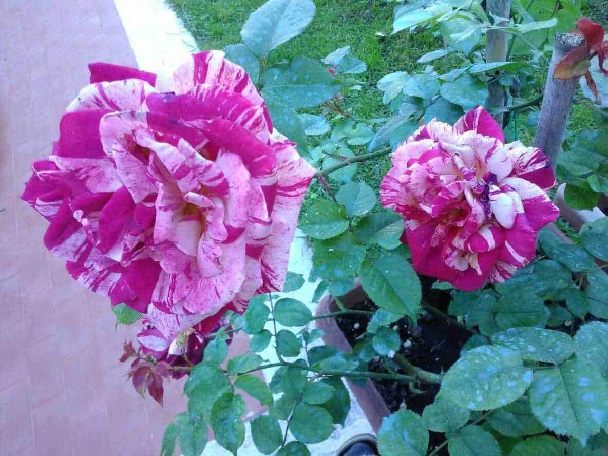 Fiori di rosa variegata con striature bianche e rosse, piante fiorite ornamentali per giardini, coltivazione di rose variegate, piante decorative con fiori multicolore, cura e coltivazione delle rose.