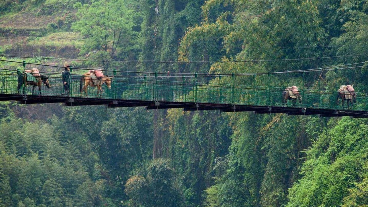 Ponti sospesi tra le foreste lussureggianti, con dromedari e guida, offrono un'esperienza unica di trekking e avventura immersi nella natura selvaggia.