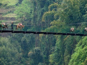 Ponti sospesi tra le foreste lussureggianti, con dromedari e guida, offrono un'esperienza unica di trekking e avventura immersi nella natura selvaggia.
