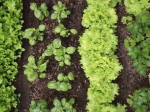 Fiore di insalata e verdure fresche coltivate nel giardino, ortaggi biologici per cucina sana e naturale, crescita agricola sostenibile, agricoltura organica e alimentazione salutare.