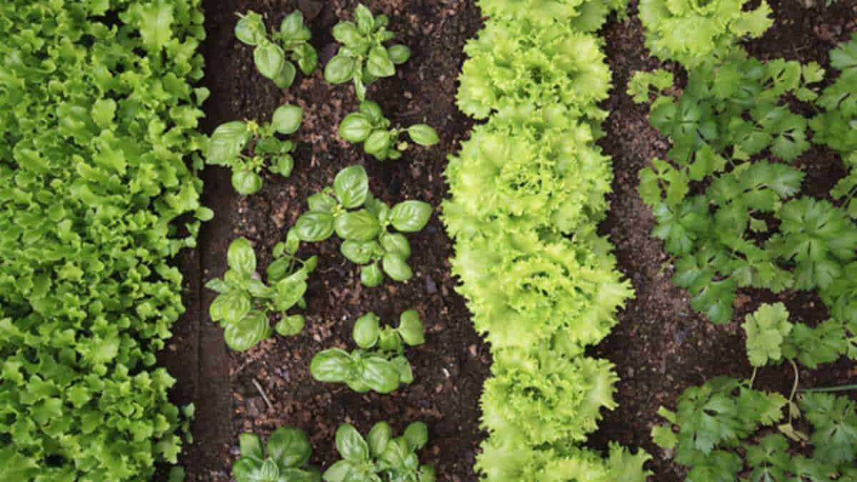 Fiore di insalata e verdure fresche coltivate nel giardino, ortaggi biologici per cucina sana e naturale, crescita agricola sostenibile, agricoltura organica e alimentazione salutare.