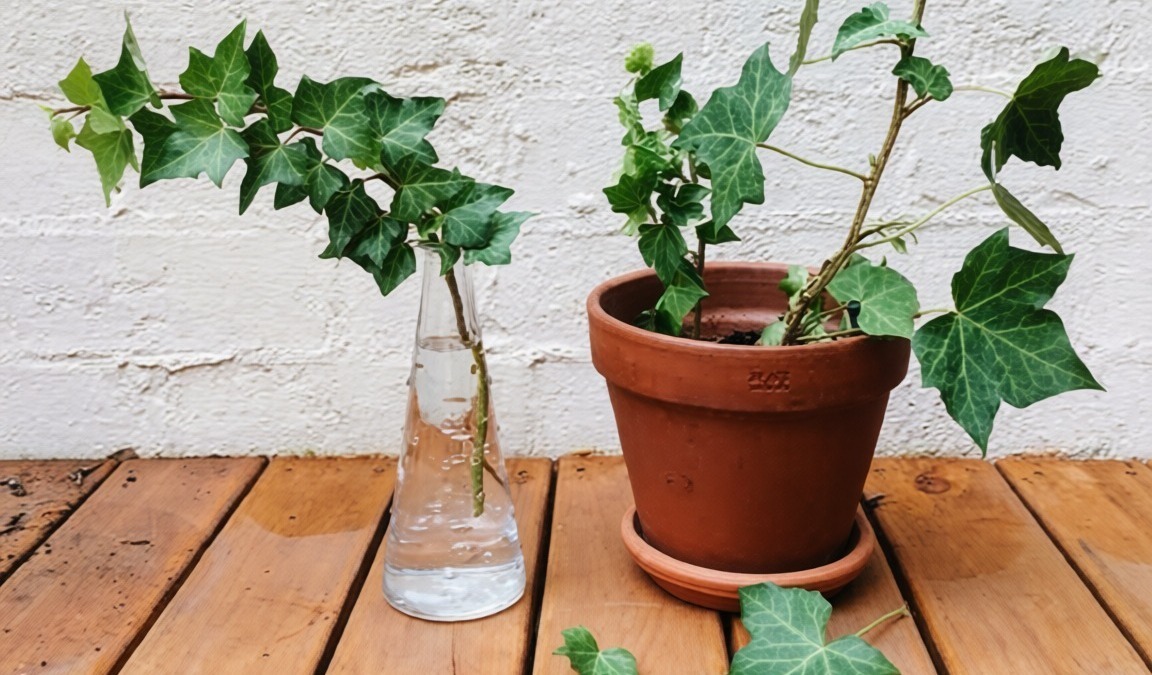 6 Piante che assorbono umidità in casa: rimedi naturali contro muffa e condensa