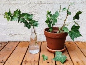 6 Piante che assorbono umidità in casa: rimedi naturali contro muffa e condensa