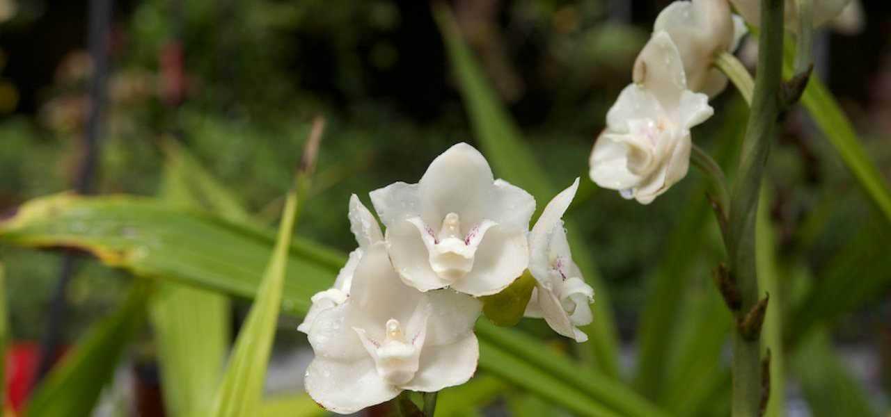 Fiori di orchidea bianca, piante ornamentali, giardino, natura, bellezza naturale, decorazioni floreali, piante in fiore, flora esotica, botanica, vegetazione, vita vegetale, giardinaggio, ambienti esterni, fioritura, natura rigogliosa, piante selvatiche, paesaggi verdi, eleganza botanica, crea ambienti naturali, natura in fiore.