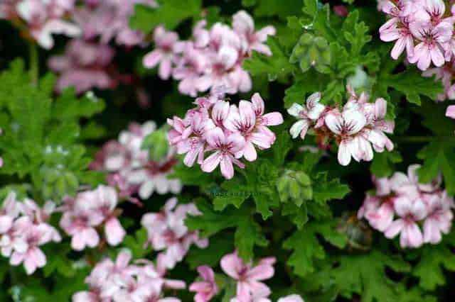 Colorate e profumate dal profondo verde delle foglie, queste orchidee rosa sono perfette per decorare il giardino primaverile.