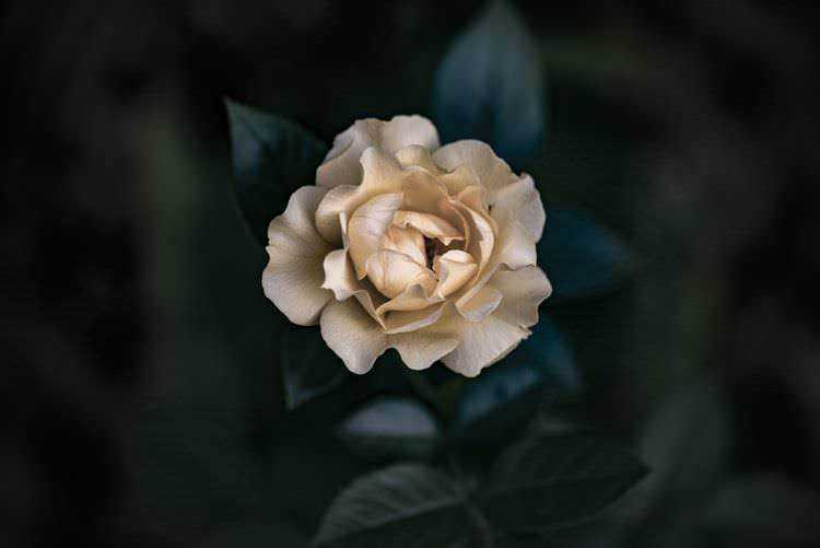 F为ilename: camelia-bianca-fioritura-primaverile.jpg.