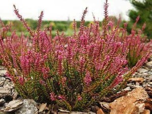 Fiore di erica rosa con foglie verdi, pianta ornamentale resistente e decorativa per giardini e balconi. Perfetta per aggiungere colore e vivacità agli spazi verdi outdoor.
