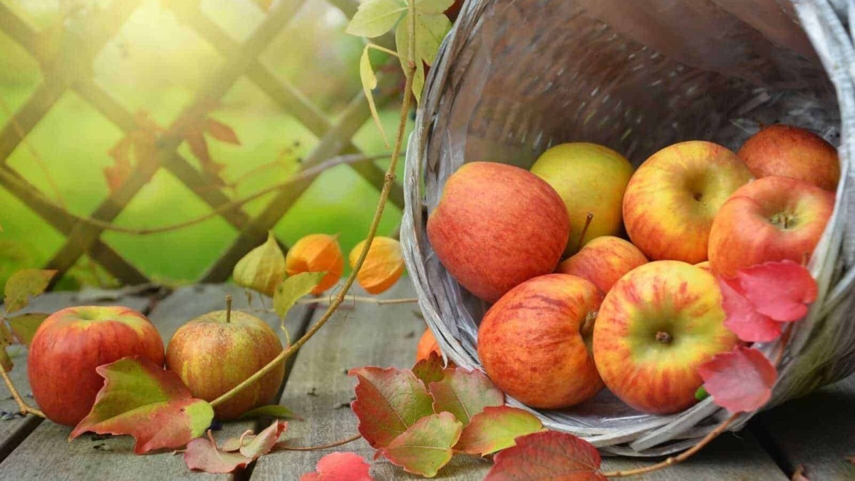 Mele fresche raccolte in cesta di vimini circondata da foglie d'autunno.