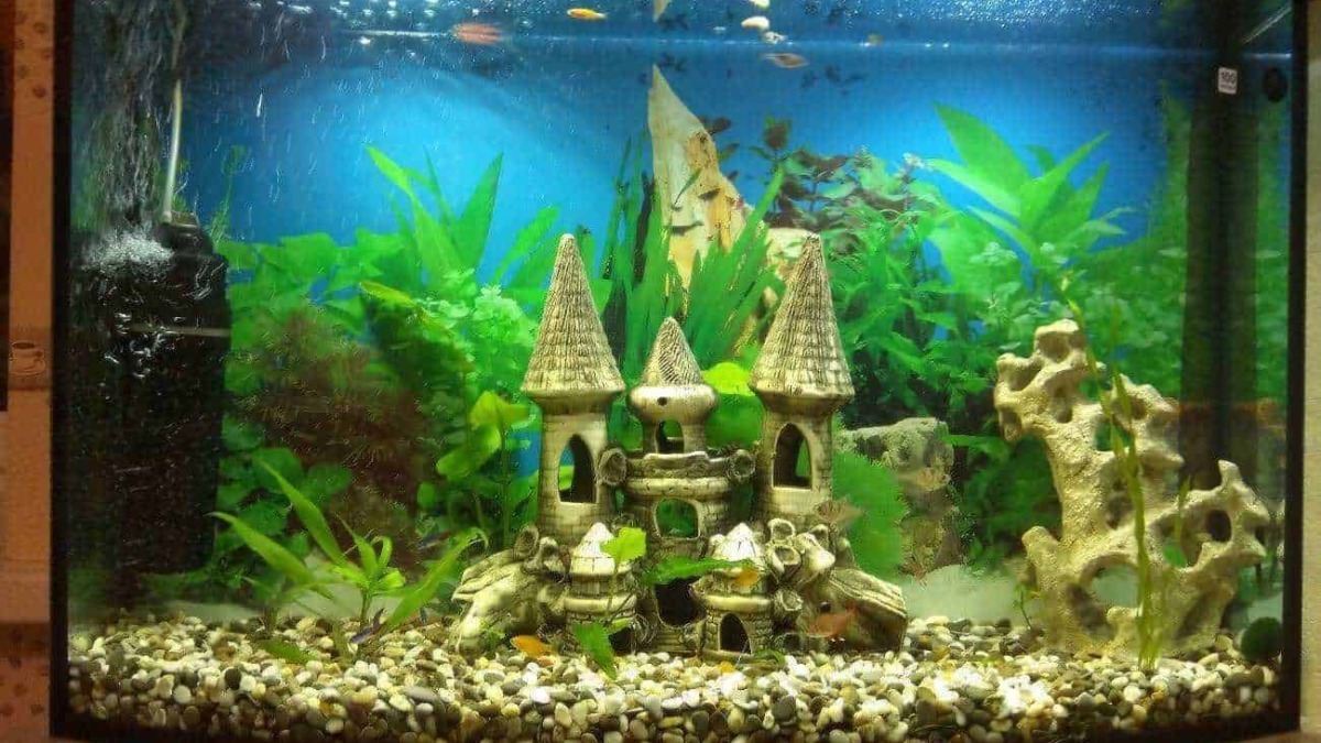 Castello acquario con piante verdi, rocce e pesci vari, ambiente acquatico naturale e decorativo, ideale per acquari belli e colorati.