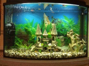 Castello acquario con piante verdi, rocce e pesci vari, ambiente acquatico naturale e decorativo, ideale per acquari belli e colorati.