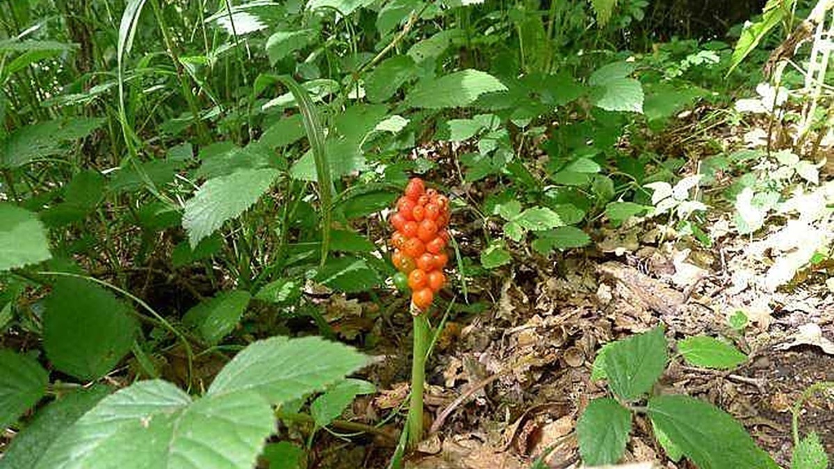 File nome: bacche rosso arancio nella natura