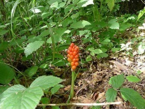 File nome: bacche rosso arancio nella natura