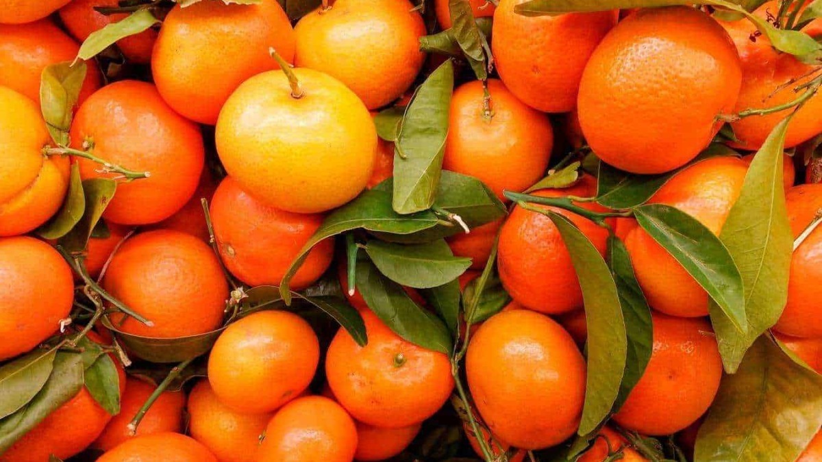 Mandarini freschi con foglie verdi, raccolta di agrumi estivi, frutta naturale e salutare, ideale per dieta equilibrata e ricca di vitamine, simbolo di natura e benessere alimentare.