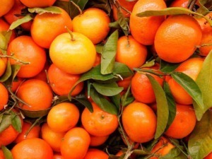 Mandarini freschi con foglie verdi, raccolta di agrumi estivi, frutta naturale e salutare, ideale per dieta equilibrata e ricca di vitamine, simbolo di natura e benessere alimentare.