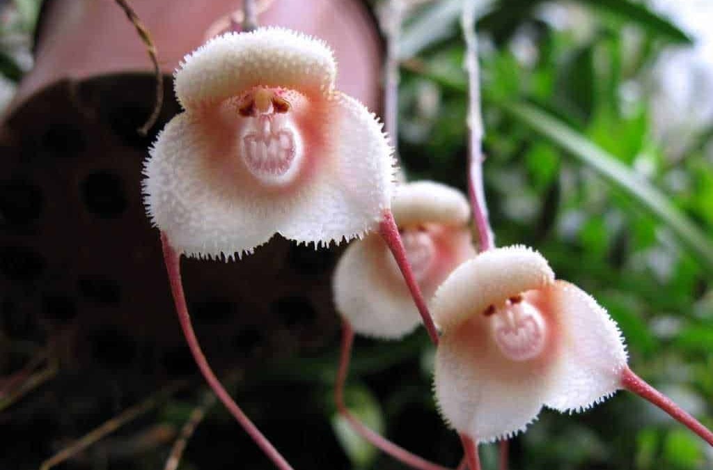 Fiore esotico bianco con sfumature rosa, simile a una farfalla, che cresce su piante tropicali, con foglie verdi sullo sfondo, ideale per appassionati di botanica e piante rare.