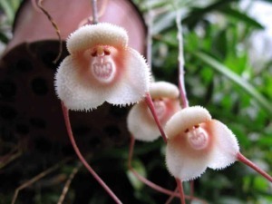 Fiore esotico bianco con sfumature rosa, simile a una farfalla, che cresce su piante tropicali, con foglie verdi sullo sfondo, ideale per appassionati di botanica e piante rare.