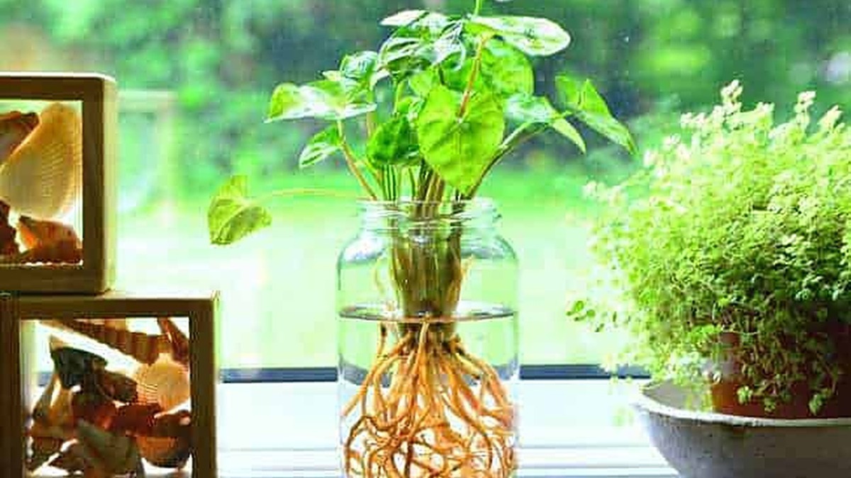 Pianta verde in vaso di vetro con radici visibili su finestra luminosa; fantasia del blog "Appunti Sul Blog" focalizzata sulla crescita delle piante d'appartamento e decorazione naturale.