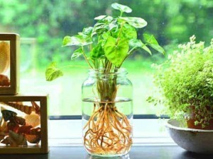 Pianta verde in vaso di vetro con radici visibili su finestra luminosa; fantasia del blog "Appunti Sul Blog" focalizzata sulla crescita delle piante d'appartamento e decorazione naturale.