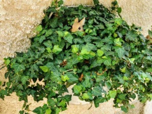 Nasturzio rampicante in vaso sospeso