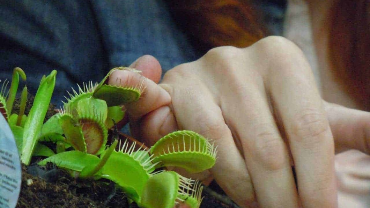 Venus flytrap che cresce in una pianta in un vaso con terriccio, con una mano di un collaboratore che lo tiene e lo maneggia, simbolo di una passione per le piante carnivore e il giardinaggio.