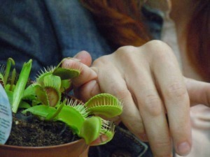Venus flytrap che cresce in una pianta in un vaso con terriccio, con una mano di un collaboratore che lo tiene e lo maneggia, simbolo di una passione per le piante carnivore e il giardinaggio.