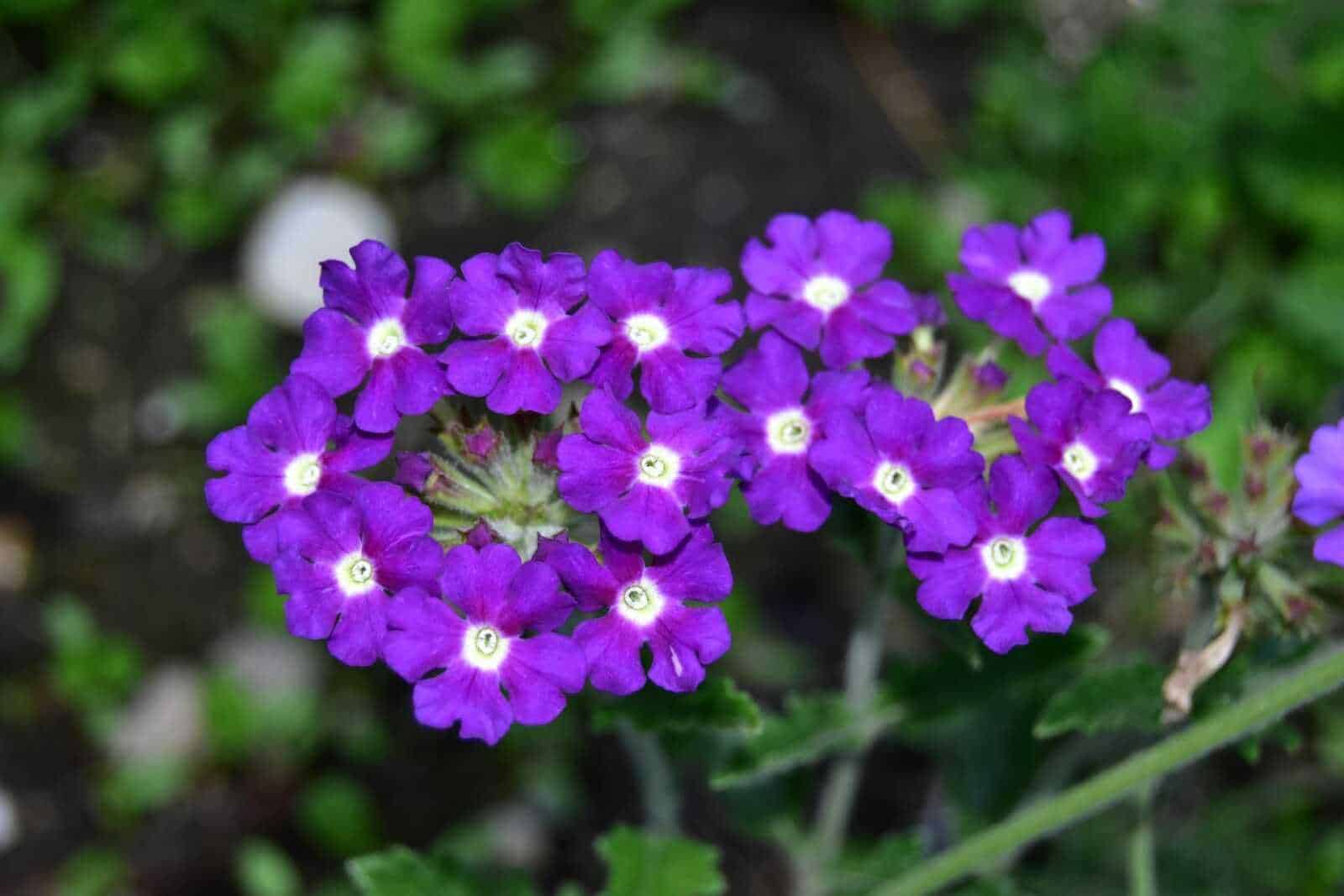 Fiore viola vivace con petali viola intenso e centro bianco, pianta ornamentale da giardino per zone temperate, ideale per bordure e vaso.