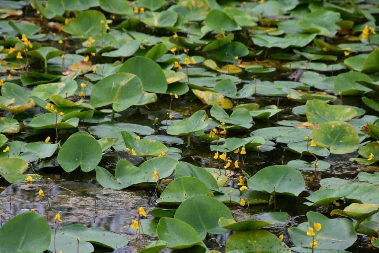 Foglie di lattuga d'acqua con fiori gialli sul lago, natura acquatica, piante acquatiche, conservazione ambientale, ecosistema lacustre, biodiversità acquatica, flora acquatica, vegetazione lago, flora naturale, piante acquatiche in habitat lacustre.