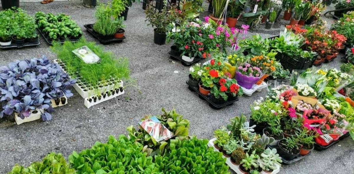 Piante in vaso e fiori colorati, mercato di piante e fiori, vendita di piante ornamentali e da giardino, shopping di piante e fiori primaverili, vendita di piante e fiori alla fiera floristica.