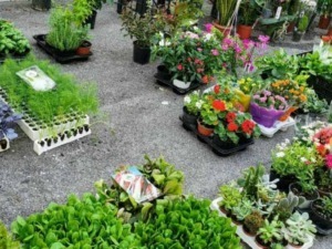 Piante in vaso e fiori colorati, mercato di piante e fiori, vendita di piante ornamentali e da giardino, shopping di piante e fiori primaverili, vendita di piante e fiori alla fiera floristica.