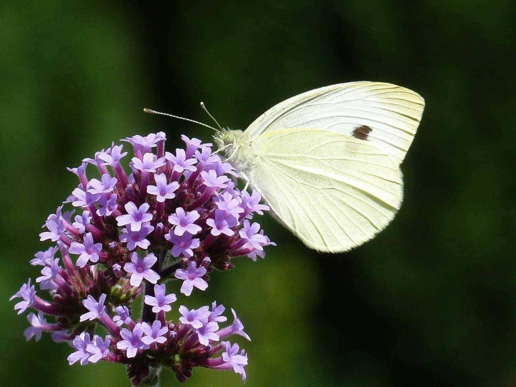 Fiore di verbena 